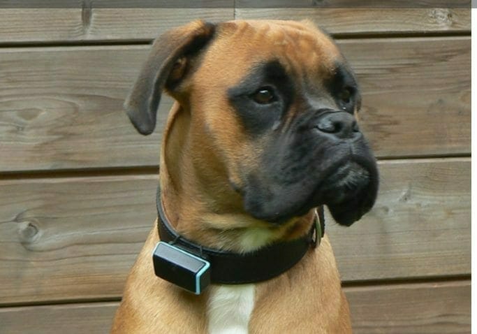 'Smart dog collar'